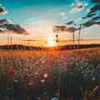© NAGGY - 夕日に照らされたコスモス畑