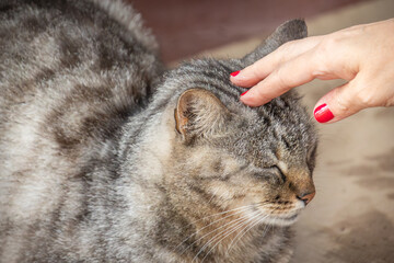 Sticker - gros plan de la main d'une femme caressant un chat tigré