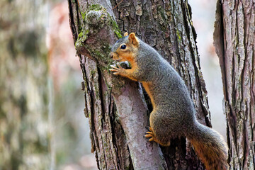 Wall Mural - the fox squirrel (sciurus niger), also known as the eastern fox squirrel or bryant's fox squirrel.
