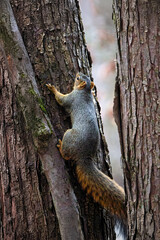 Wall Mural - the fox squirrel (sciurus niger), also known as the eastern fox squirrel or bryant's fox squirrel.