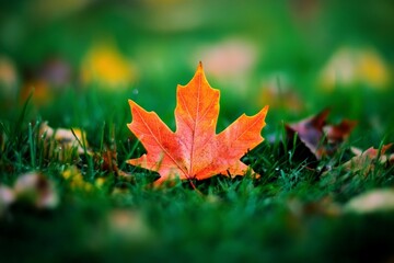 A bright orange maple leaf is featured prominently on lush green grass, representing the dynamic contrast and vivid energy characteristic of the autumn season.