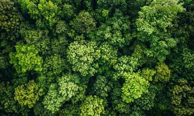 Poster - Lush Green Forest Canopy from Aerial Perspective Captures Nature's Abundant Beauty : Generative AI