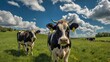 © mochalfin - Two black and white cows graze in a lush green pasture under a bright blue sky with fluffy white clouds.