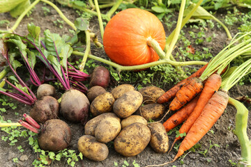 Wall Mural - Harvesting bunch of organic beetroot and carrot, freshly harvested potato on garden bed with pumpkin in garden in sunlight close up. Fresh harvest of vegetables, farming