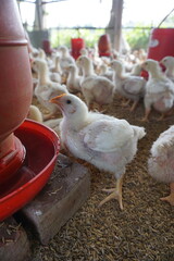 A flock of yellow chicks drink water from a drinker on a farm, Chickens drinking water from a water pot on a poultry farm, A group of broiler chickens drinking water