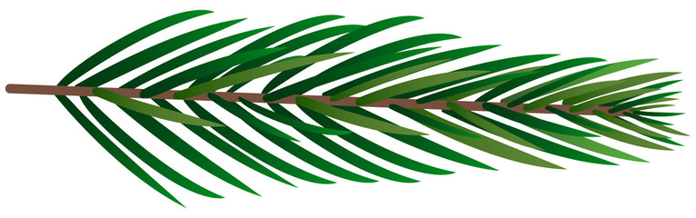 fern leaf isolated on white Christmas Tree Branch

