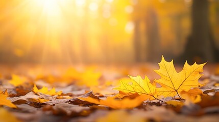 Canvas Print - Vibrant autumn leaves scatter on a sunlit forest floor, creating a warm, inviting atmosphere, This image is ideal for seasonal promotions, nature-themed projects, or autumn decor,