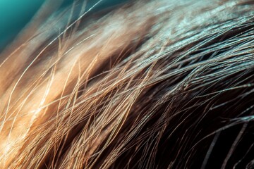 Poster - A vibrant depiction of golden hair flowing against a teal backdrop, exploring the interaction of motion, light, and color with a dynamic sense of fluidity.
