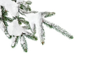Wall Mural - branches of christmas tree ( spruce ) covered of hoarfrost and snow in winter on a white background 