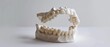 © COK House - A detailed model of a healthy human lower jaw with 16 teeth on each side is shown in a scientific and artistic display, free of any text.
