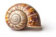 © Anton - Spiral snail shell on white background