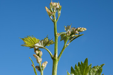 Wall Mural - Young green grape plant shoot with leaves, buds and berry ovaries and blue sky