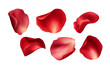 © SBAPNA - A falling or flying red rose flower petals isolated on a transparent background [PNG].