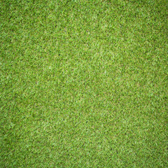 Canvas Print - green grass texture