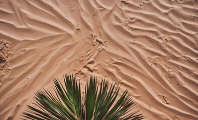 Poster - Palm tree is growing in the sand. The sand is brown and has some footprints in it