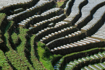 The shape, pattern and texture of agricultural land with a terraced model. Agricultural land in mountainous areas. Created in tiers. Natural pattern and texture background for graphic design.