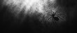 © adiba - A black spider sits on a web in a dark, cloudy environment.