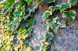 © Evgeniya - Ivy, climbing plants on a concrete background.