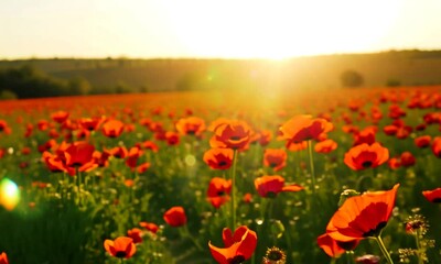 Wall Mural - vibrant red poppies blossom in peaceful sunrise meadow