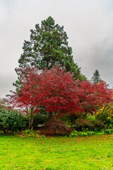 Poster - Late Fall Red Leaves 7