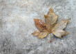 © Alyson - Dried Autumn Maple Leaf on an icy concrete pavement