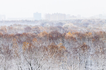Canvas Print - above view of snowy tree crowns in city park
