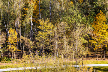 Wall Mural - above view of colorful trees in park in autumn