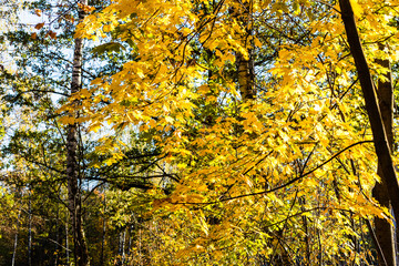 Wall Mural - yellow leaves of maple tree lit by sun in park