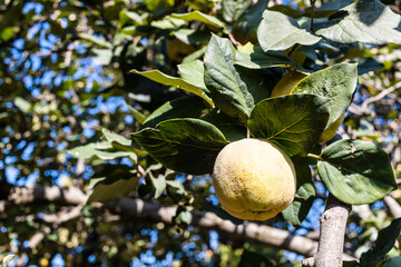Wall Mural - yellow ripe quince fruit on tree closeup in autumn