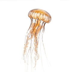 a watercolor vector of jellyfish, isolated on a white background. jellyfish vector.