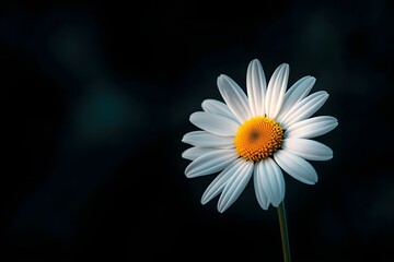 Poster - Elegant Daisy Blossom on Dark Background