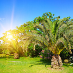 Poster - Palm tree on green grass lawn. Concept - vacation and travel.