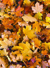 Wall Mural - fallen maple leaves in the autumn