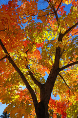 Wall Mural - colorful maple tree foliage in autumn