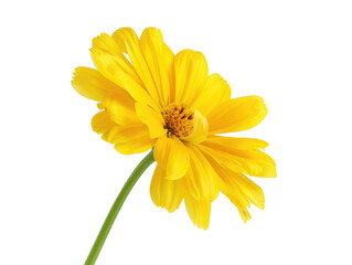 Wall Mural - yellow flower isolated on white