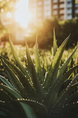 Poster - Sunlight glows on a flourishing aloe vera plant in a garden during golden hour