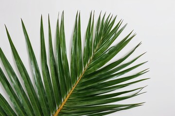 Large Green Palm Leaf Isolated on White Background for Nature and Design Use