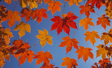 Poster - Blue sky with many orange leaves. The leaves are scattered all over the sky. The sky is clear and bright