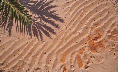 Poster - Palm tree is casting a shadow on the sand. The sand is brown and has some rocks in it
