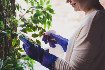 Wall Mural - Elderly woman tending to indoor plant with a gentle smile, wearing a casual white pullover and blue gloves