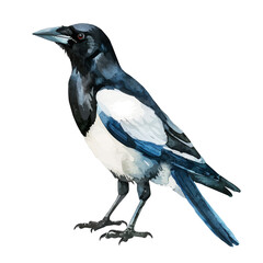 Canvas Print - A watercolor painting of a Magpie, isolated on a white background. Magpie vector.