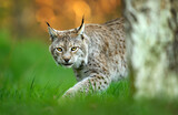 Eurasian lynx ( Lynx lynx ) close up