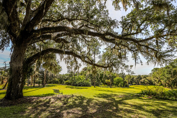 Wall Mural - Beautiful tree over grassy area and bench on a clear day