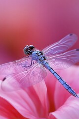 Poster - A dragonfly perched on the petals of a bright pink flower