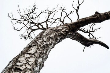 Aufkleber - A tree without leaves, often seen in winter or after a harsh weather condition