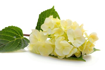 Poster - A bouquet of bright yellow flowers surrounded by lush green leaves