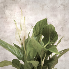 Wall Mural - textured stylish old paper background, square, with Spathiphyllum, peace lily