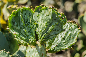 Wall Mural - Textured cactus close-up, vivid green with sharp spines and natural grooves, desert and exotic