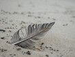 © jokuephotography - Feather resting on sandy beach amidst delicate grains of sand