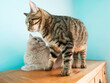 © mark_gusev - Light brown British short hair cat and cute tabby cat sitting on top of wooden furniture by a blue wall. Two different breeds sharing the same house and owner. Pet life.